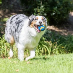 Chuckit Ultra Squeaker koiran pallo