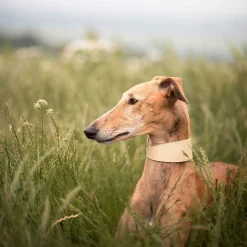 Collar of Sweden solkipanta leveä, beige