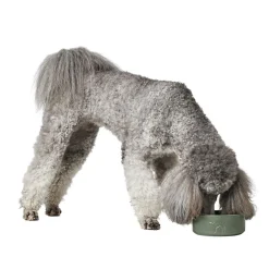 Keraaminen koiran kuppi Hunter Osby, vihreä