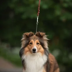 Koiran näyttelyhihna Tyylivoitto Braid, ruskea