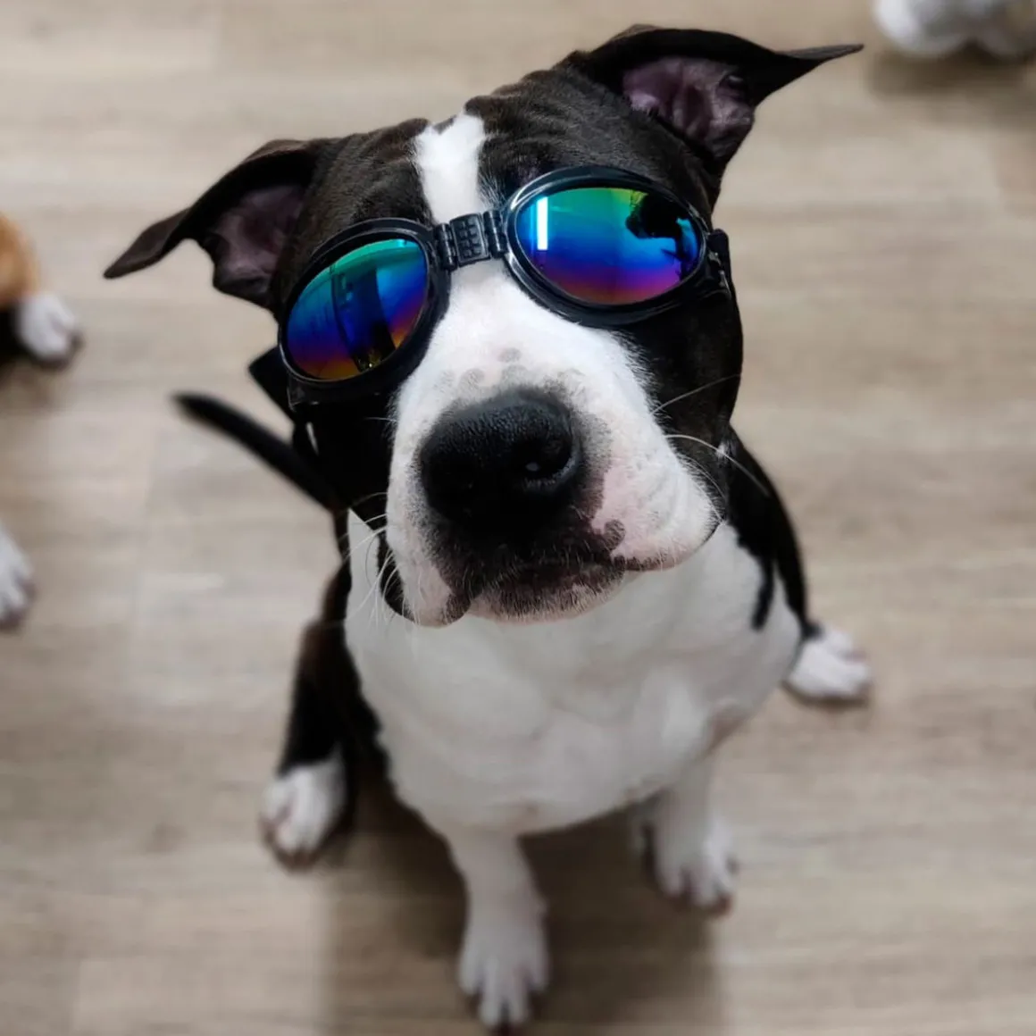 Koiran suojalasit K9 Sport Shades, musta
