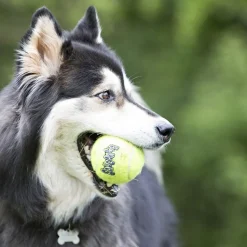 Kong Airdog Squeaker Ball