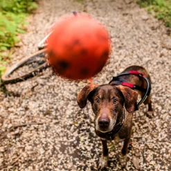 Non-Stop Dog ball
