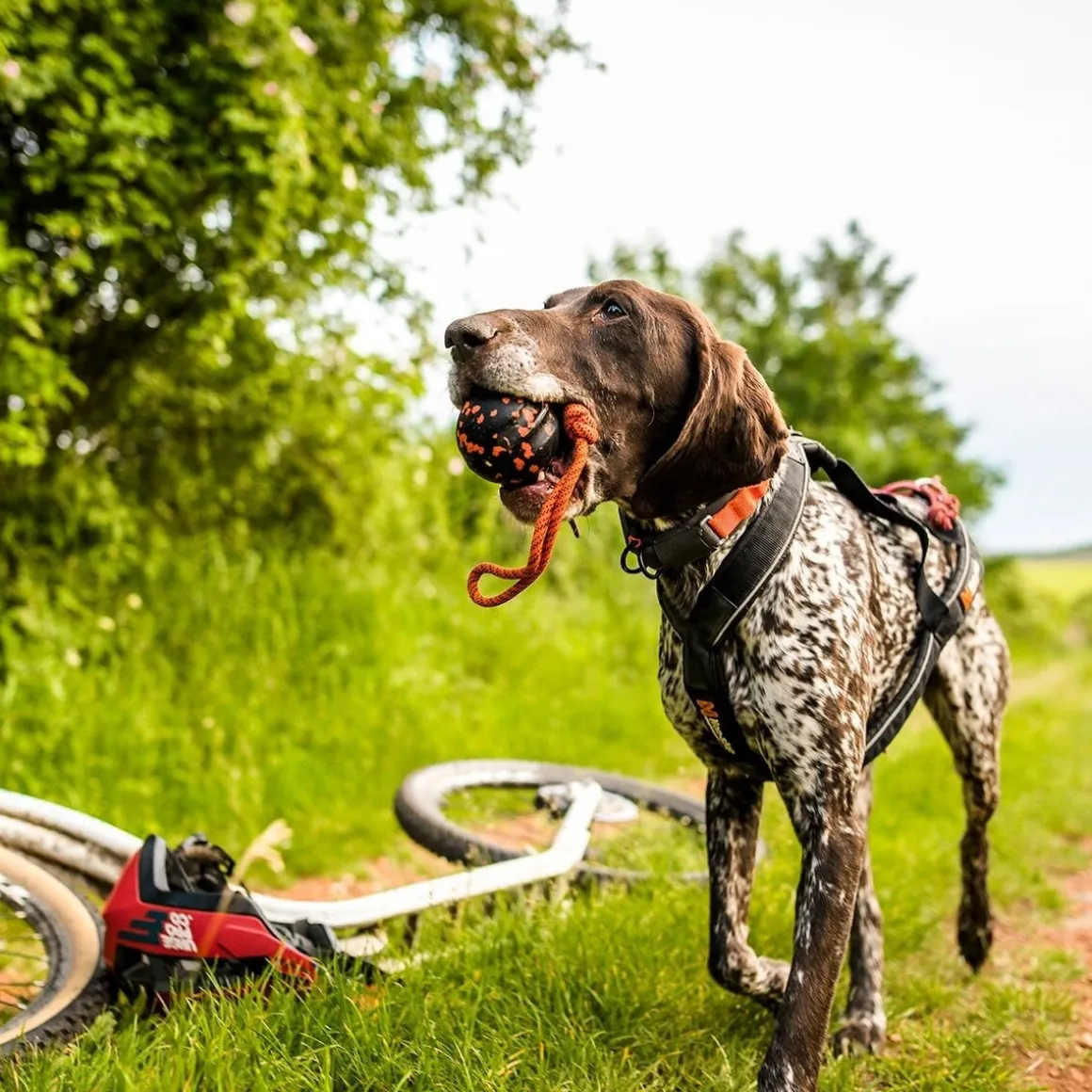 Non-Stop Dog ball on rope