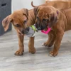Pehmolelu Trixie Junior Nalle pururenkaalla