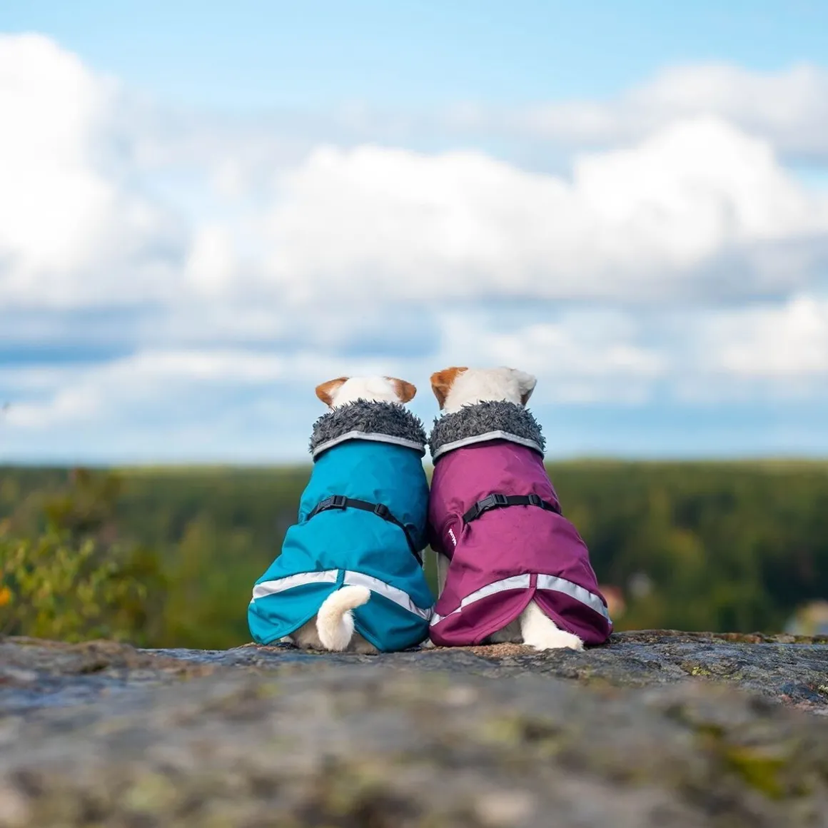 PerusPomppa valjasaukolla, luumu