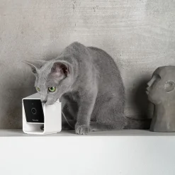 Petcube Cam lemmikkikamera kotiin