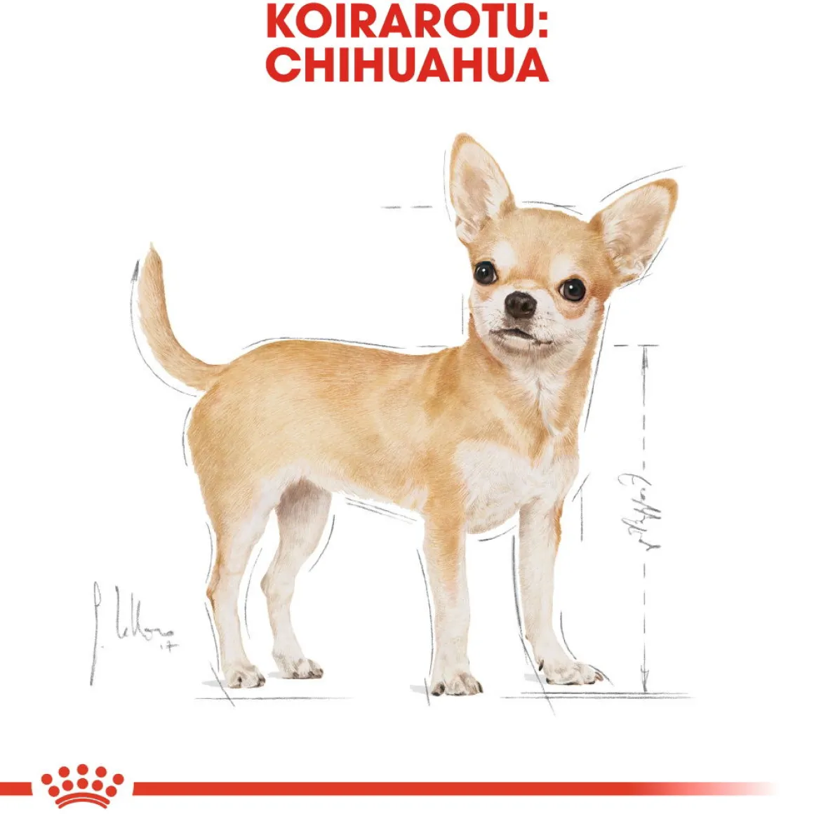 Royal Canin Chihuahua Wet 12x85g