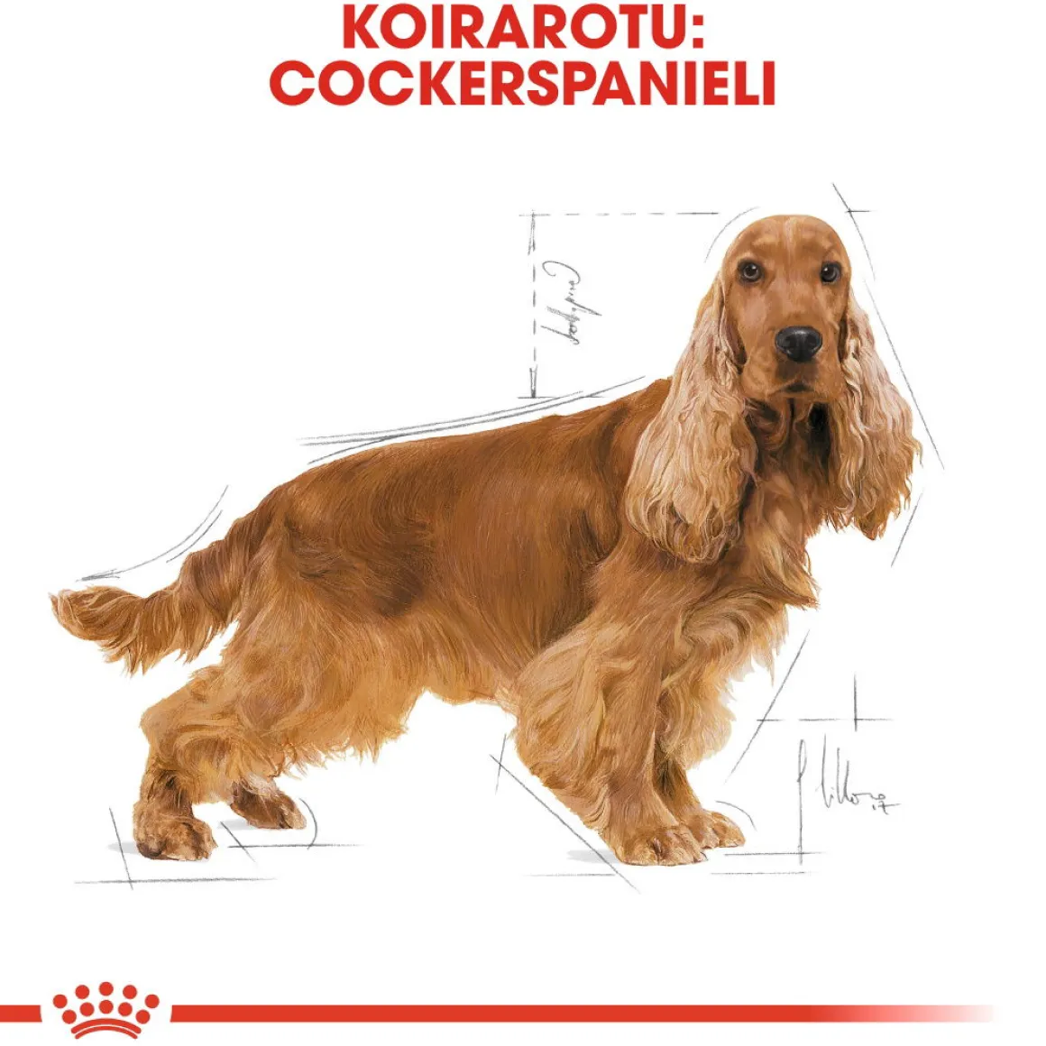 Royal Canin Cocker Adult