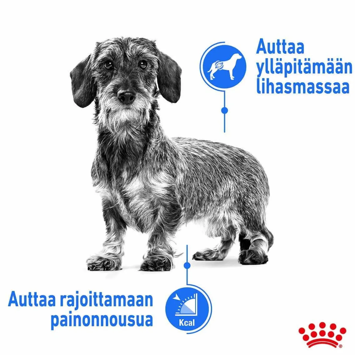 Royal Canin Light weight Care wet 12 x 85 g
