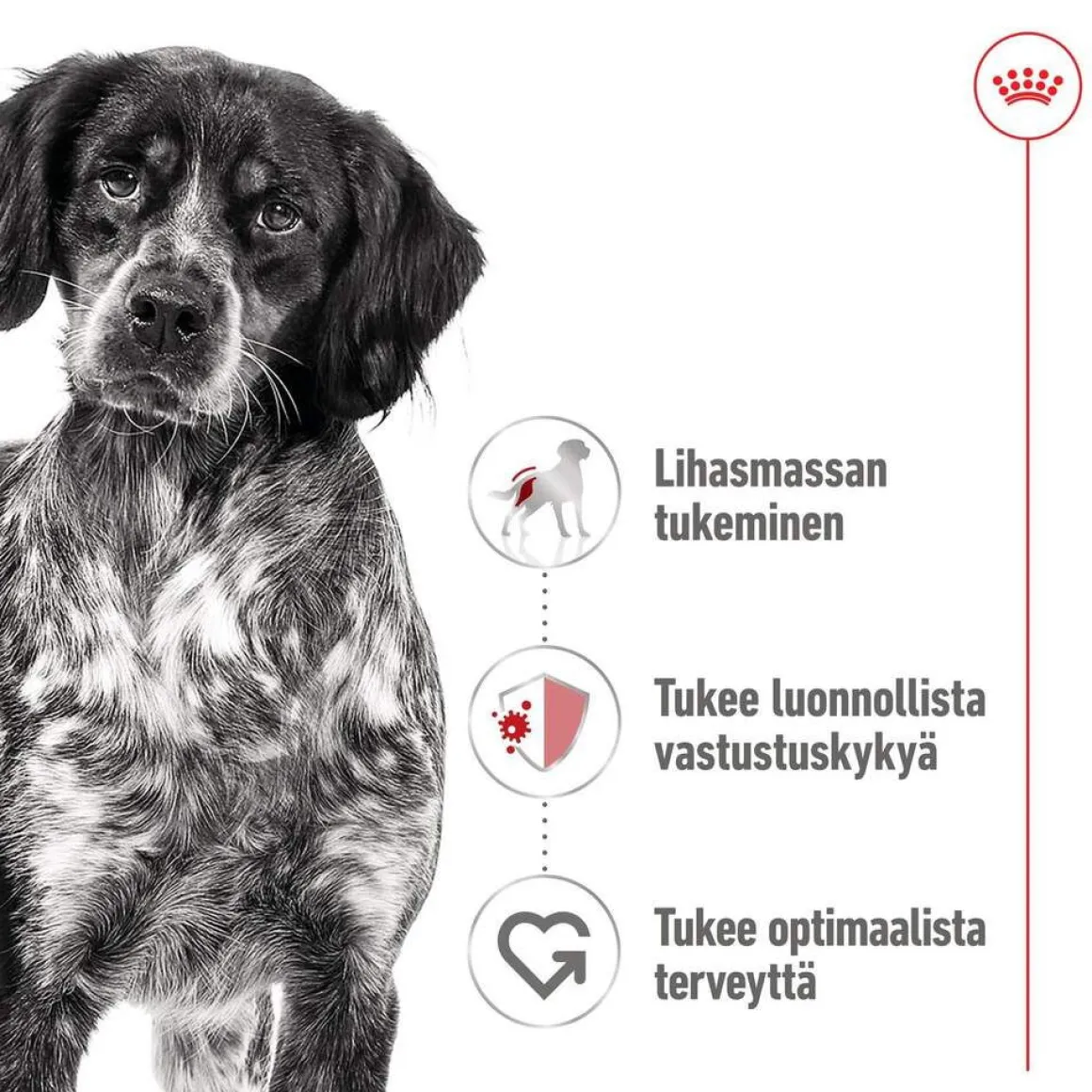 Royal Canin Medium Adult 40 x 140 g