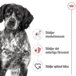 Royal Canin Medium Adult 40 x 140 g