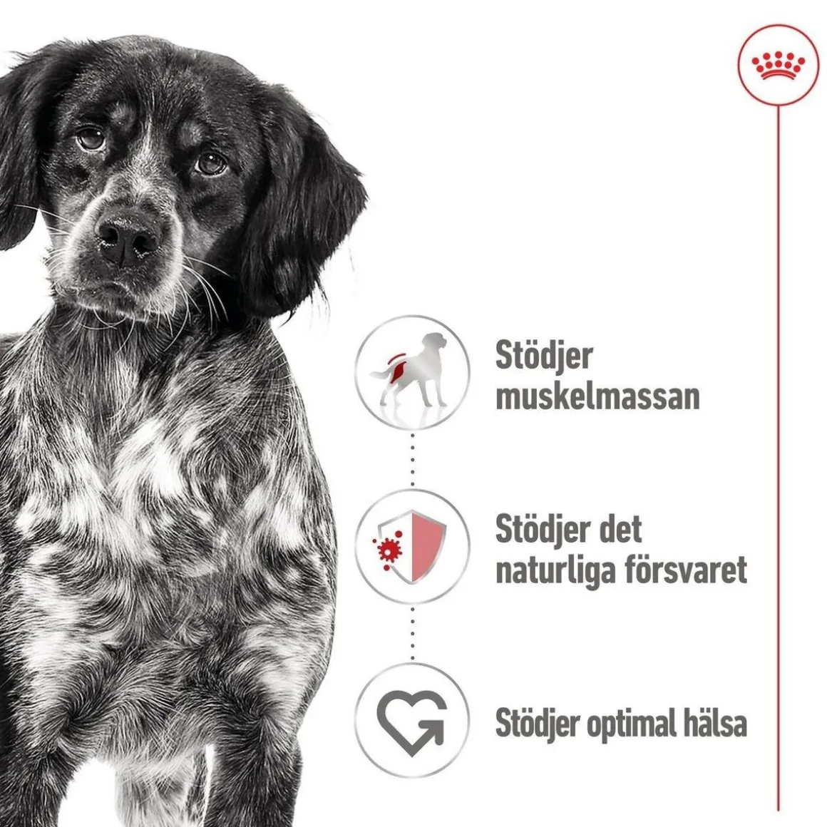Royal Canin Medium Adult 40 x 140 g