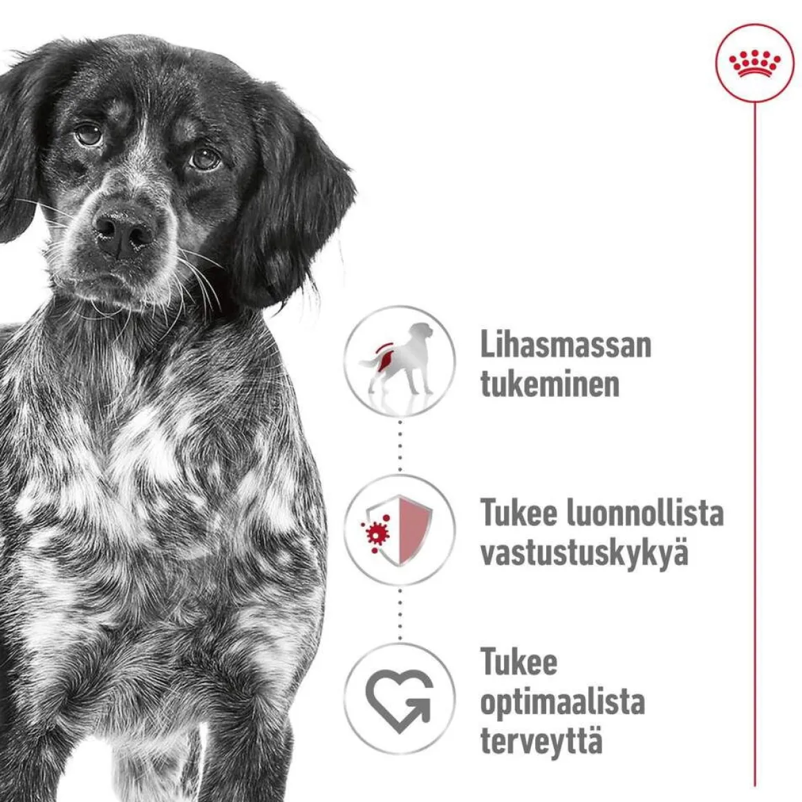 Royal Canin Medium Adult 2 x 15 kg
