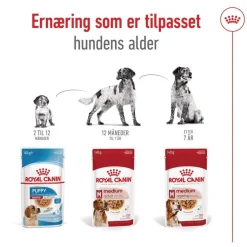 Royal Canin Medium Ageing Wet 10 x 140 g