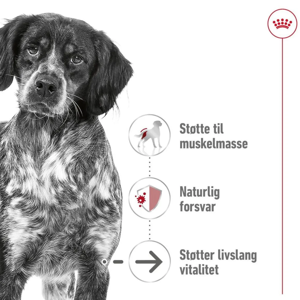 Royal Canin Medium Ageing 10+ 2 x 15kg