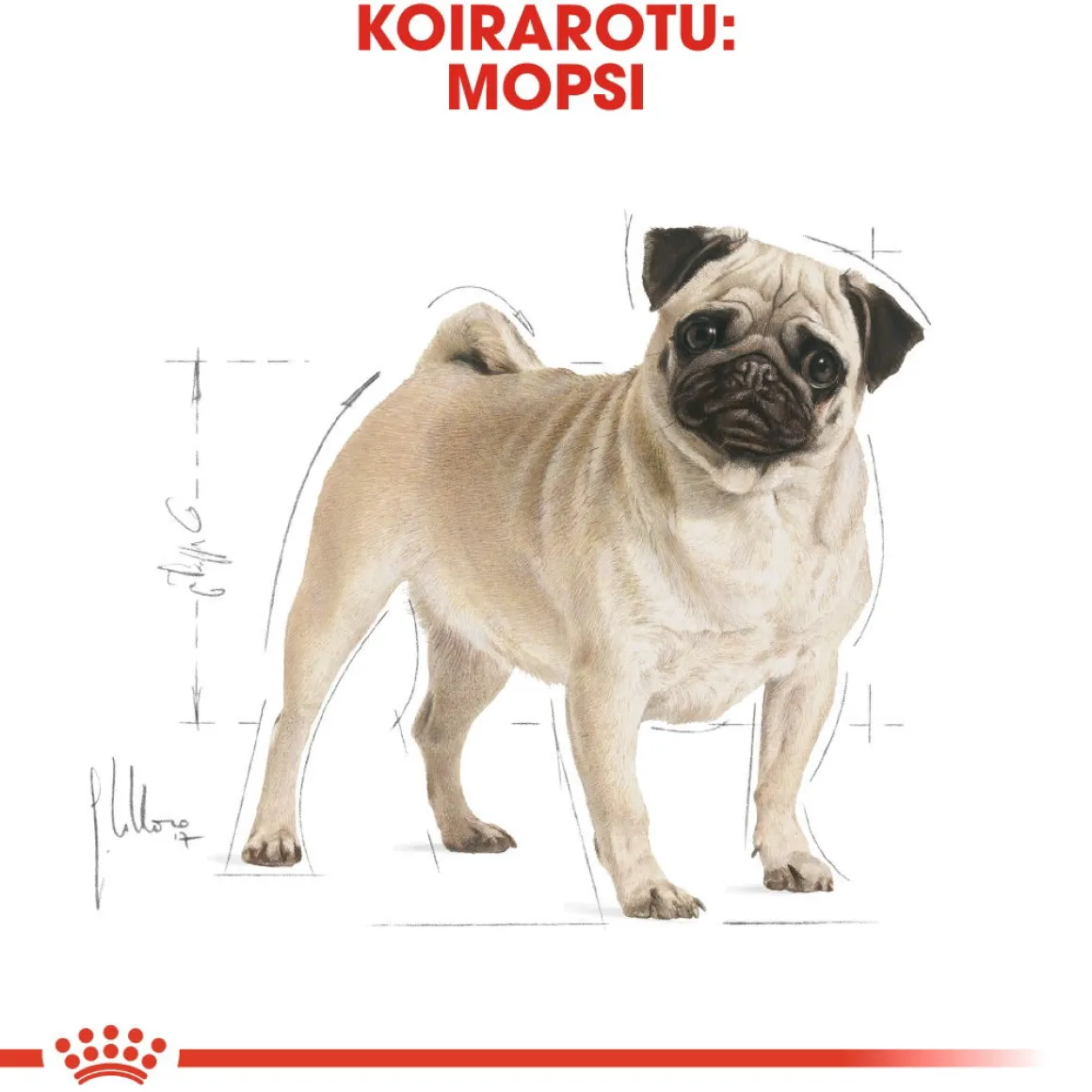 Royal Canin Pug Adult