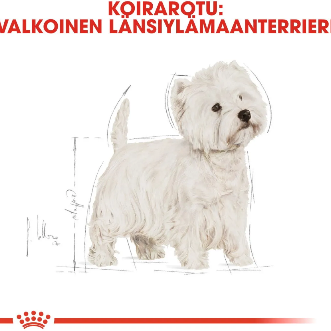 Royal Canin West Highland White Terrier