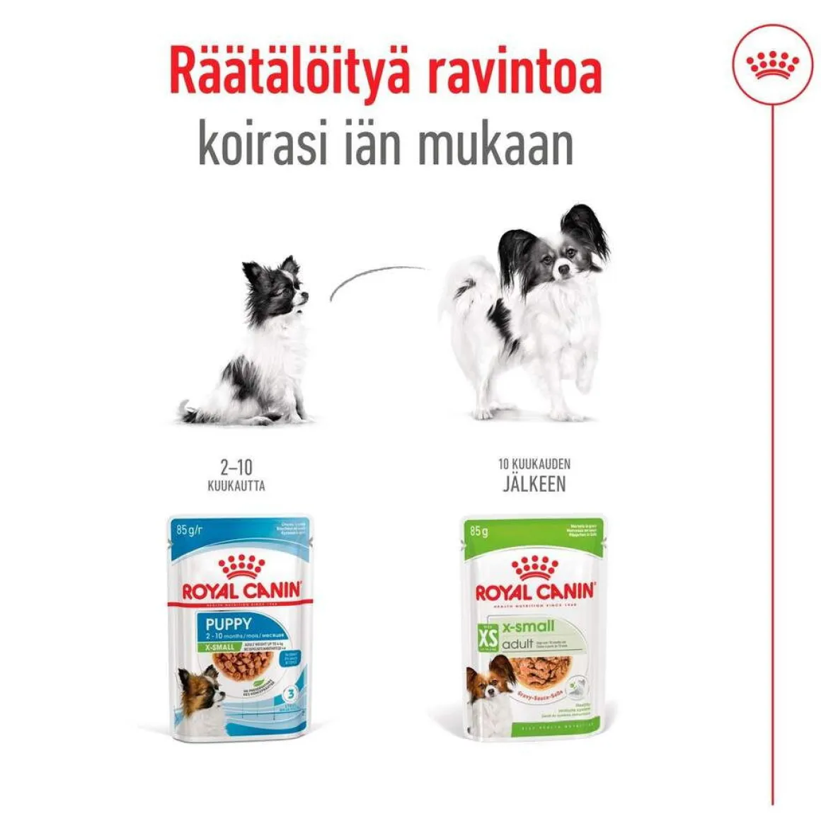 Royal Canin XS Adult märkäruoka 12 x 85 g