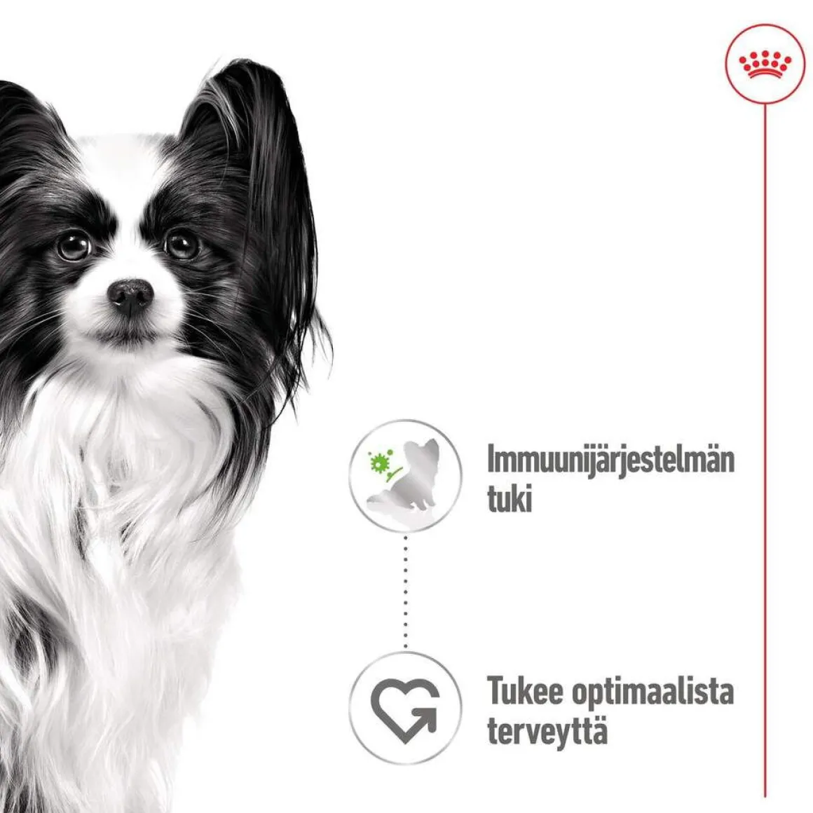 Royal Canin XS Adult märkäruoka 12 x 85 g