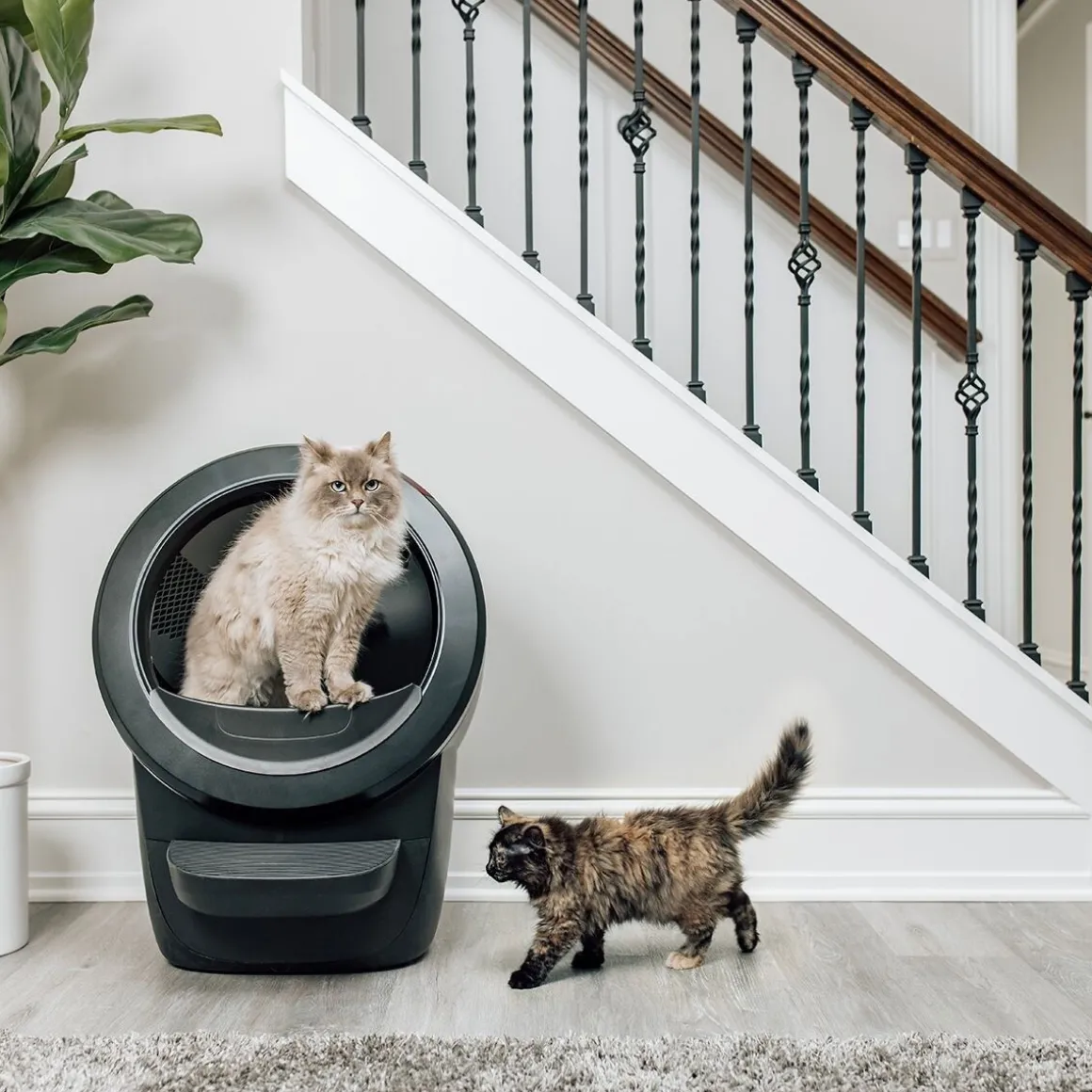 Whisker Litter-Robot 4, musta