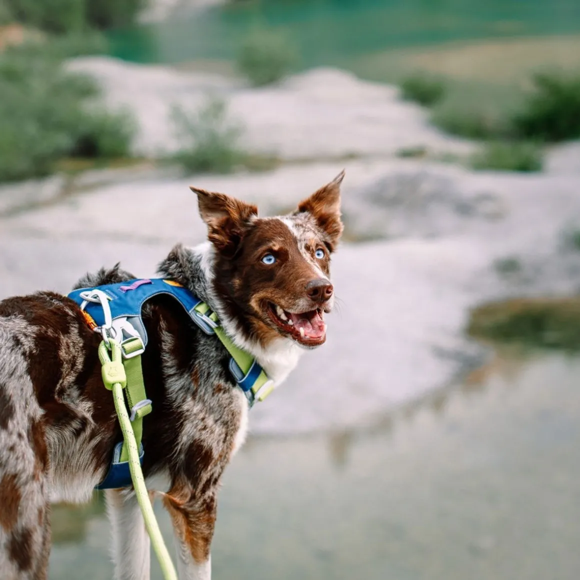 Woolly Wolf Alpha 360 valjaat, Deep Teal Mix